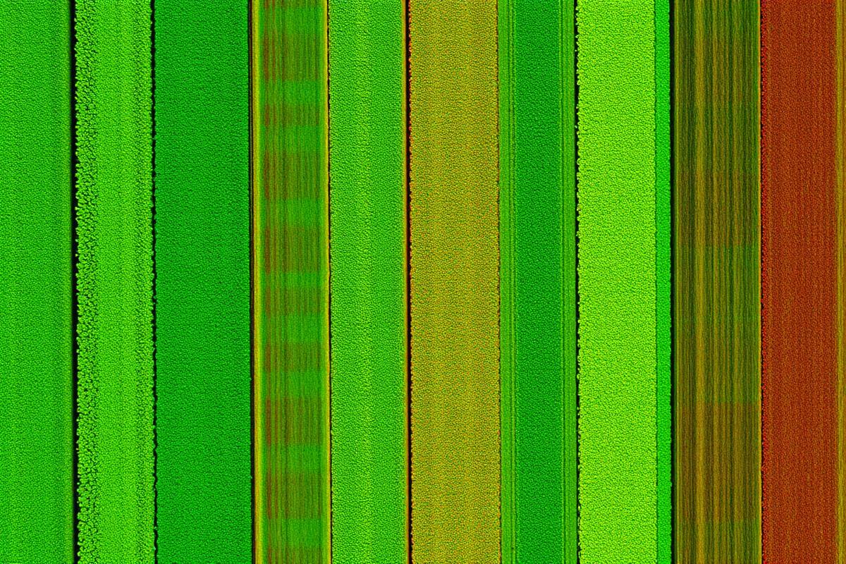NDVI crop-vigor map produced from multispectral drone flights.